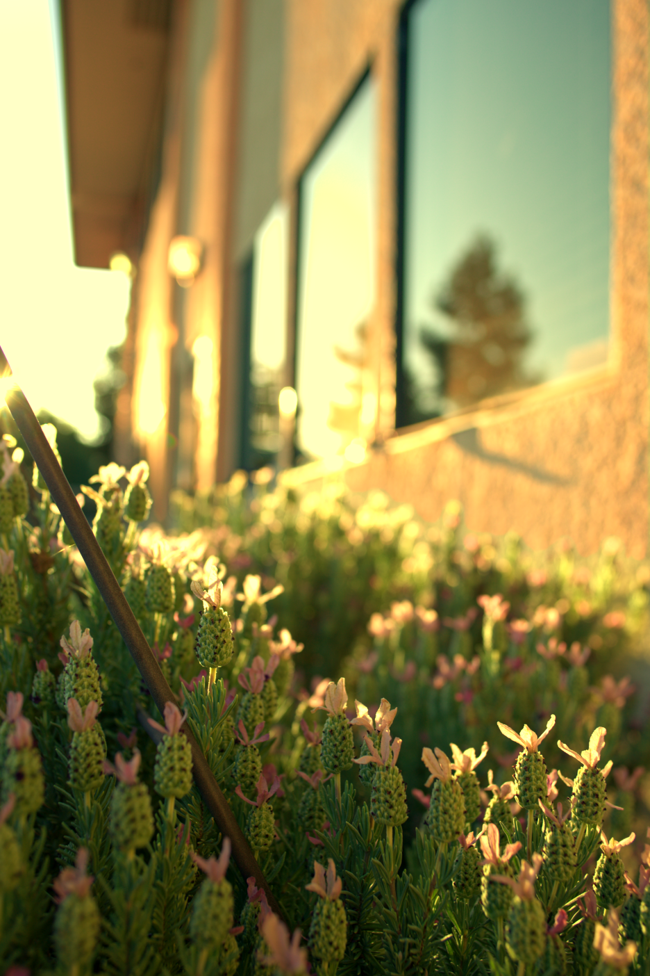 LOWRES-SCHOLHILLTP - 018