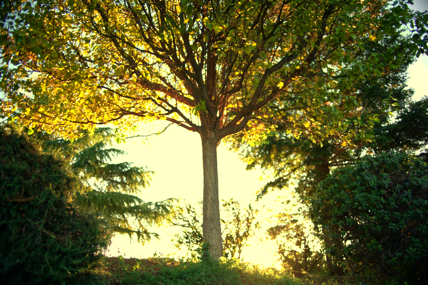 LOWRES-SCHOLHILLTP - 039