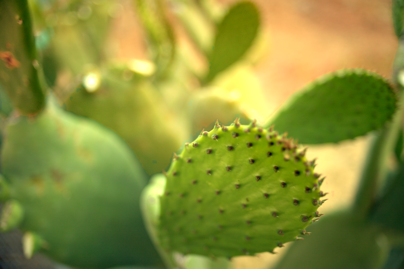 LOWRES-SCHOLHILLTP - 043